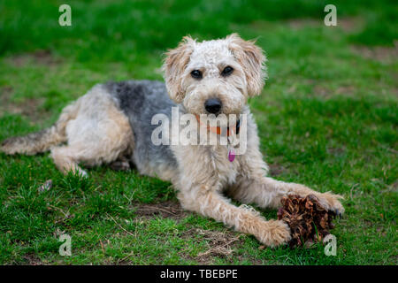 Hund auf Gras, Kauen. Stockfoto