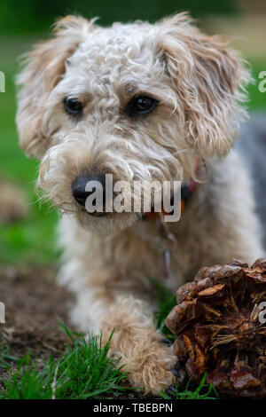Hund auf Gras, Kauen. Stockfoto