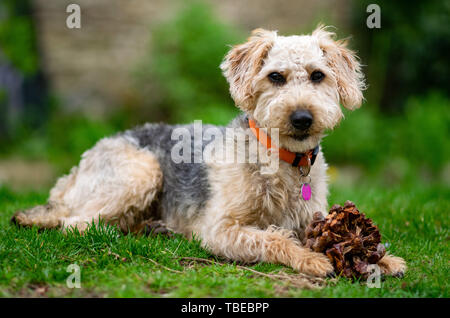 Hund auf Gras, Kauen. Stockfoto