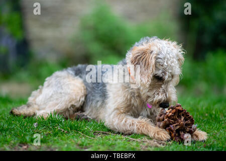 Hund auf Gras, Kauen. Stockfoto