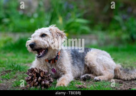 Hund auf Gras, Kauen. Stockfoto