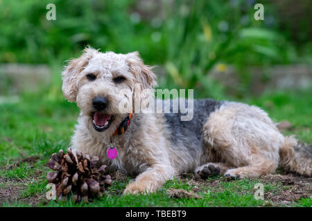 Hund auf Gras, Kauen. Stockfoto