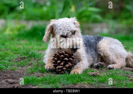 Hund auf Gras, Kauen. Stockfoto