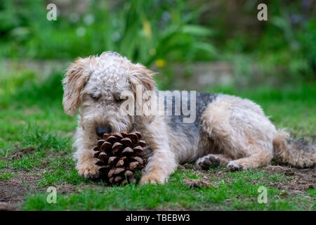 Hund auf Gras, Kauen. Stockfoto
