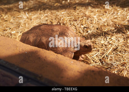 Große Schildkröte genießen die Sonnenstrahlen auf einen Strohhalm Boden Stockfoto