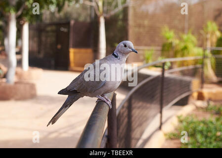 Taube ruht auf einem Zaun Stockfoto