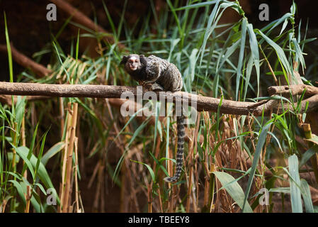 Gemeinsame marmosetten (Callithrix jaccus geführt) auf einem Zweig Stockfoto