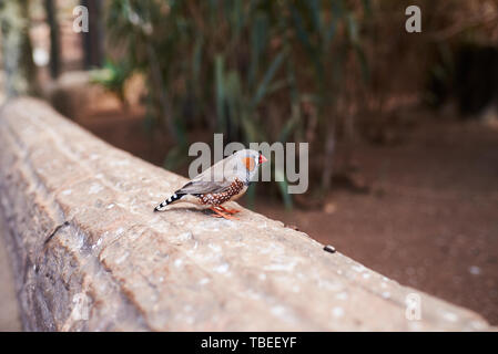 Kleiner Vogel (Zebra Finch) von der rechten Seite auf einer natürlichen Umwelt Stockfoto