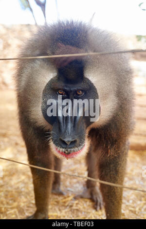 Caged mandrill im Zoo (mandrillus leucophaeus) Stockfoto