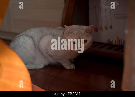 Cat kurz Silber Farbverlauf Stockfoto