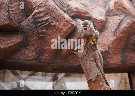 Squirrel Monkey auf einer künstlichen Lebensraum (Saimiri sciureus) Stockfoto