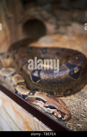 Big anaconda hinter einem Glas Stockfoto