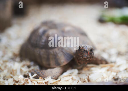 Porträt einer Schildkröte mit dem Fokus auf dem Gesicht Stockfoto