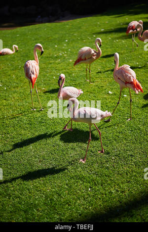 Flamingos auf Gras Feld (Phoenicopterus Roseus) Stockfoto
