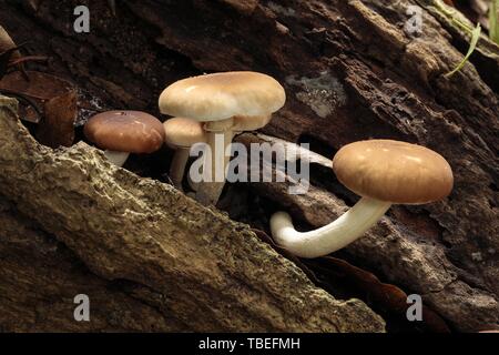 Pappelpilz, Samtpioppini, Cyclocybe aegerita Stockfoto