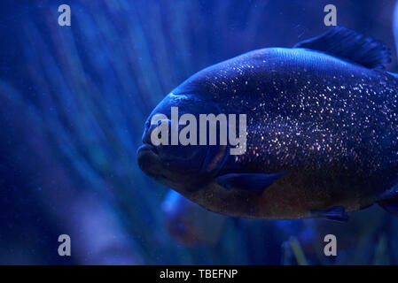 Tropische Fische mit reflektierenden Skalen in der Dunkelheit Stockfoto