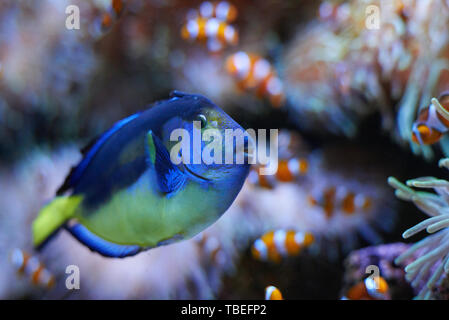 Paracanthurus hepatus schwimmen mit einigen clown Fisch Stockfoto