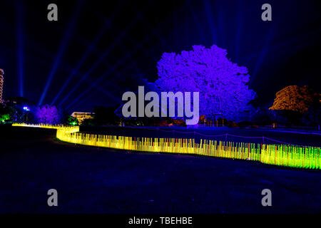 Licht Exponate während der Lebendige im Sydney Botanic Gardens in der Nacht. Stockfoto