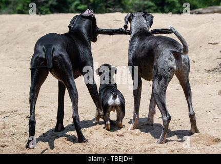 Eine Französische Bulldogge, einen Stick, der zwei großen Dänen Spielen mit am Strand zu erreichen. Stockfoto