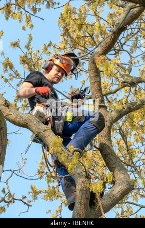 Baumzüchter oder Baum Chirurg Seilschaft auf einen Baum für Arbeit bereit. Stockfoto