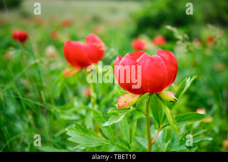 Nahaufnahme von roten Paeonia peregrina Blumen in einem geschützten Reservierung, in Rumänien. Diese Stauden mehrjährige Pflanze ist ein Tierarten, Südöstliche Stockfoto