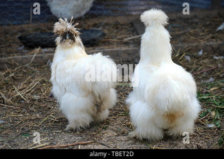 Zwei weiße Silkie Bantam Hennen, eine seltene, Zierpflanzen von Hühnern, in einem Paddock, in Greci Dorf, Dobrogea, Rumänien. Stockfoto