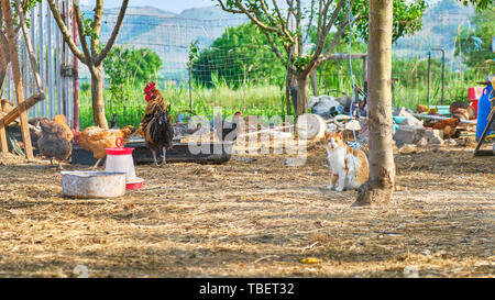 Freundliche katze Haustier in einem Hühner Fahrerlager auf einem ländlichen Bauernhof - Tiere, die Szene. Lage: Greci Dorf, Macin-gebirge, Dobrogea, Rumänien. Stockfoto