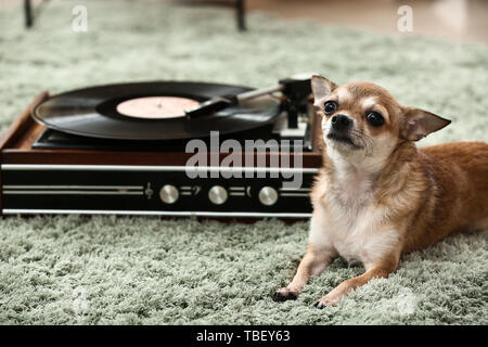 Niedlichen Hund liegend auf dem Teppich in der Nähe der Plattenspieler mit Schallplatten Stockfoto