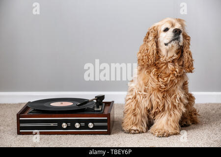 Cute Funny Dog Sitting auf dem Teppich in der Nähe der Plattenspieler mit Schallplatten Stockfoto