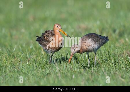 Schwarz-tailed godwits (Cygnus olor), Tier Paar für Essen in einer Wiese, Emsland, Niedersachsen, Deutschland Suche Stockfoto