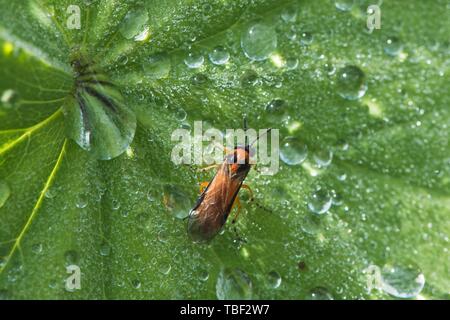 Rübe sawfly (Athalia rosae), Emsland, Niedersachsen, Deutschland Stockfoto