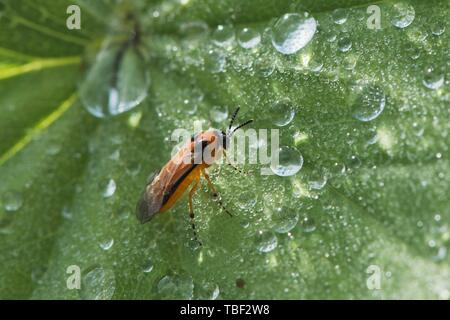 Rübe sawfly (Athalia rosae), Emsland, Niedersachsen, Deutschland Stockfoto