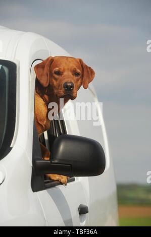 Labrador Retriever, Mann, Gelb, aus dem Fenster im Auto suchen, Österreich Stockfoto