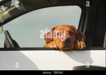 Labrador Retriever, Mann, Gelb, aus dem Fenster im Auto suchen, Österreich Stockfoto