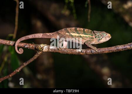 Amber Chamaleon (Calumma ambreense), männlich auf Zweig, Montagne d'Ambre Nationalpark, Diana, Madagaskar Stockfoto