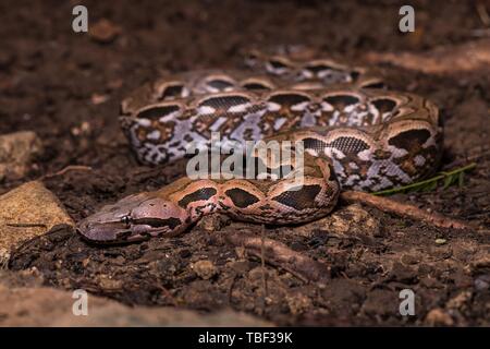 Madagaskar ground Boa (Acrantophis madagascariensis), Schlangen auf dem Boden, Nosy Hara Nationalpark, Madagaskar Stockfoto