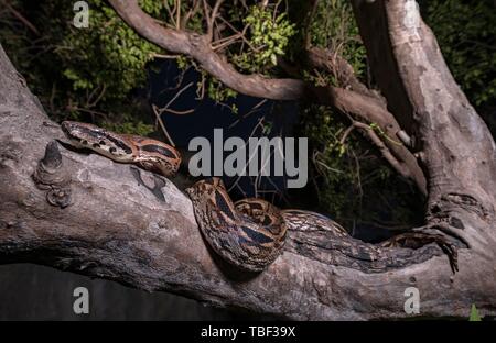 Madagaskar ground Boa (Acrantophis madagascariensis) in Astgabel liegend, Nosy Hara Nationalpark, Madagaskar Stockfoto