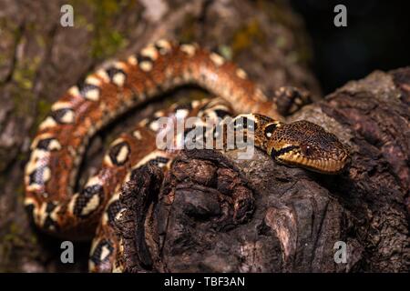 Madagassischen Tree Boa (Sanzinia madagascariensis volontany) schlängelt sich entlang dem Baum, Regenwald, Nosy Faly, Madagaskar Stockfoto