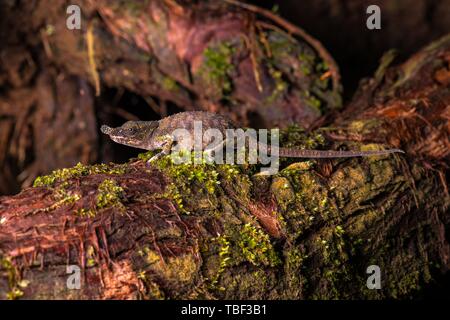 Rhinoceros Chamäleon Arten (Calumma linotum) auf mossed Zweig, Montagne d'Ambre Nationalpark, Diana region, Madagaskar Stockfoto