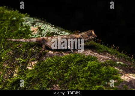 Erde Chamäleon Arten (Brookesia antakarana), male auf dem Boden getarnt, Montagne d'Ambre Nationalpark,Madagaskar, Madagaskar Stockfoto