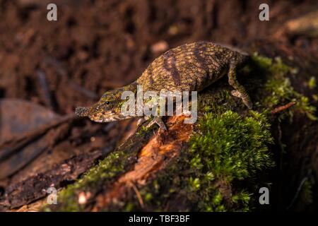 Rhinoceros Chamäleon Arten (Calumma linotum) auf mossed Zweig, Montagne d'Ambre Nationalpark, Diana region, Madagaskar Stockfoto