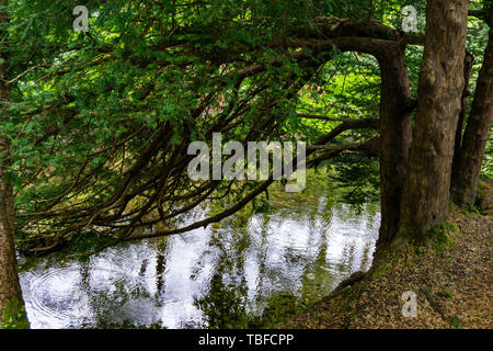 Bäume, Seen und Bäche in Tollymore Forest Park, Irland Stockfoto