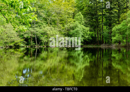 Bäume, Seen und Bäche in Tollymore Forest Park, Irland Stockfoto