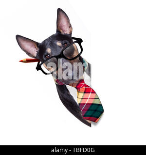 Bull Terrier Hund Riegel als Büroangestellter Boss mit nerd Brille, auf weißem Hintergrund zu arbeiten Stockfoto