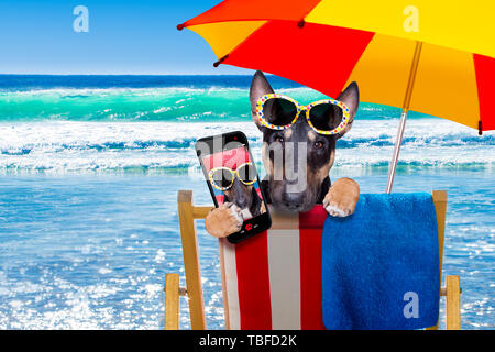 Bull Terrier Hund ausruhen und entspannen auf einer Hängematte oder Liegestuhl unter dem Sonnenschirm am Strand Ocean Shore, auf Sommer Urlaub Ferien eine selfi Stockfoto