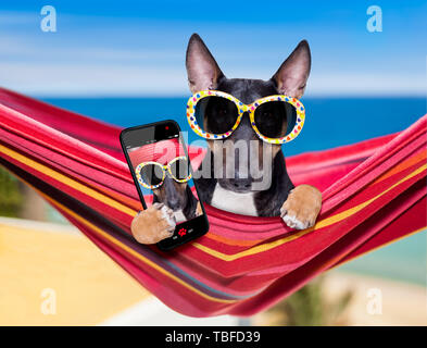 Bull Terrier Hund ausruhen und entspannen auf einer Hängematte oder Liegestuhl unter dem Sonnenschirm am Strand Ocean Shore, auf Sommer Urlaub Ferien eine selfi Stockfoto