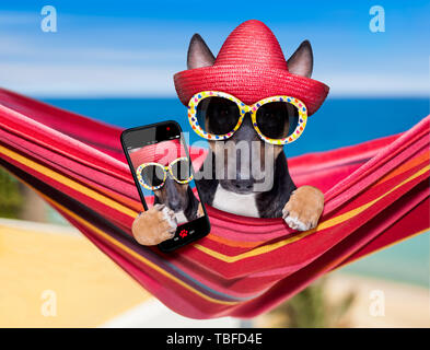 Bull Terrier Hund ausruhen und entspannen auf einer Hängematte oder Liegestuhl unter dem Sonnenschirm am Strand Ocean Shore, auf Sommer Urlaub Ferien eine selfi Stockfoto