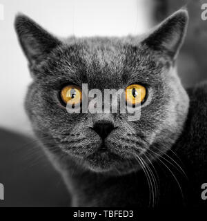 Cat statische Stockfoto