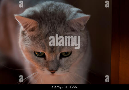 Cat kurz Silber Farbverlauf Stockfoto