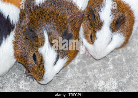 Drei Meerschweinchen in der Ecke ausruhen. Stockfoto